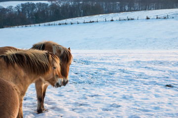 Fototapeta na wymiar Schmusende Ponies im Schnee
