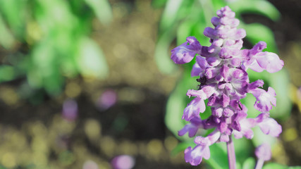 Lavender flower close up blooming field in  japan summer . It give relax herb smell.