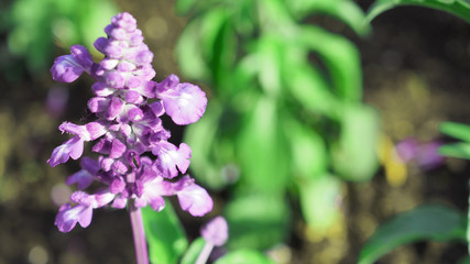 Lavender flower close up blooming field in  japan summer . It give relax herb smell.