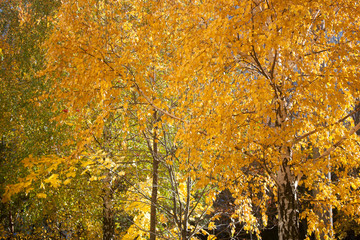 Beautiful golden golden birch foliage in the autumn transparent day