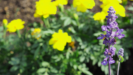 Lavender flower close up blooming field in  japan summer . It give relax herb smell.
