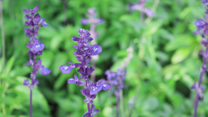 Lavender flower close up blooming field in summer . It give relax herb smell.