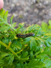 Raupe vom Schwalbenschwanz auf einer Karottenpflanze