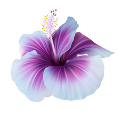 Realistic violet hibiscus. The symbol of rare elegant beauty.
