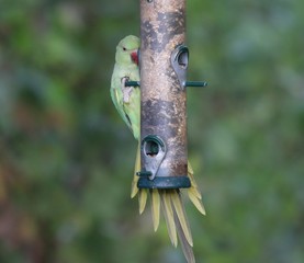 Ring Necked Parakeet on a feeder