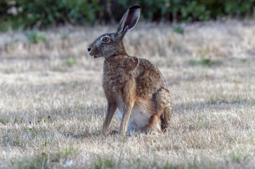 A hare on a dry yellow field
