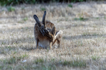 Hare on a yellow field biting its own leg