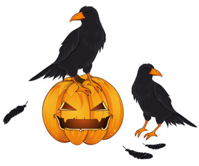 two ravens black feathers and a pumpkin