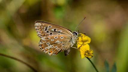 Obraz na płótnie Canvas Schmetterling (Bläuling) auf gelber Blume