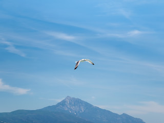 one seagull flying on Mount Athos backgrounds