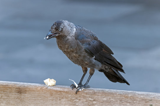 Jackdaw on a bench with toilet paper in its mouth