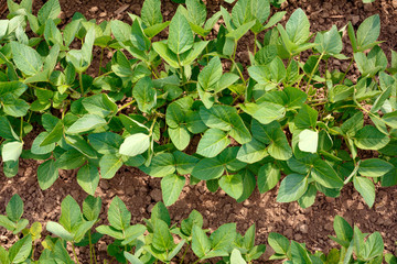 Soybean plants from ground level top view.
