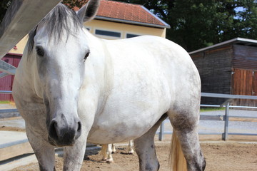 Fototapeta premium Lipizzaner: Stute in einer Koppel