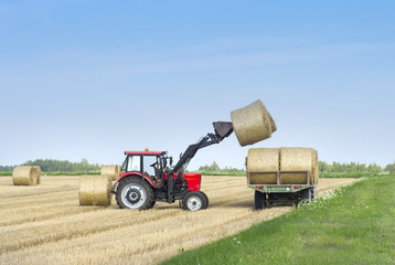 Obraz premium Harvesting of agricultural machinery. The tractor loads bales of hay on the machine after harvesting on a wheat field