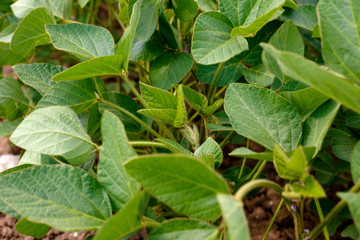 Genetically modified soybean in the field or GMO soybean close up.