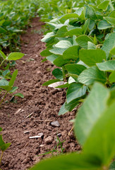 Green ripening soybean field, agricultural.