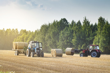 Agricultural machinery on a chamfered golden field moves bales of hay after harvesting grain crops....