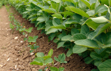 young soybean field rows in summer.
