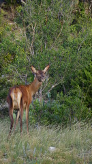 close up of a red deer doe in the wild