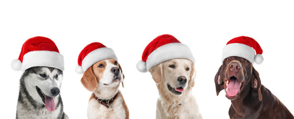 Row of cute dogs with Santa Claus hats on white background. Christmas concept