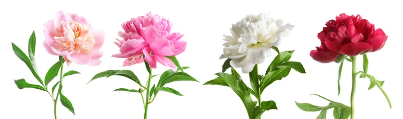 Abwaschbare Fototapete Blumen Satz schöne Pfingstrosenblumen auf weißem Hintergrund