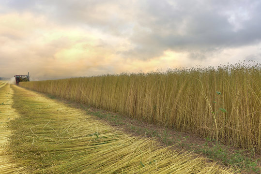 moisson du lin