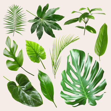 Set of different tropical leaves on light background