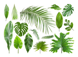 Fototapeta na wymiar Set of different tropical leaves on white background