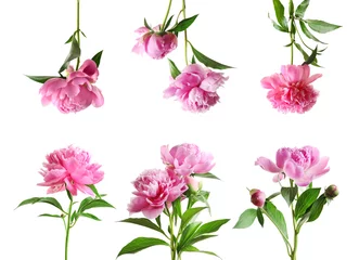 Poster Fleurs Set of beautiful peony flowers on white background