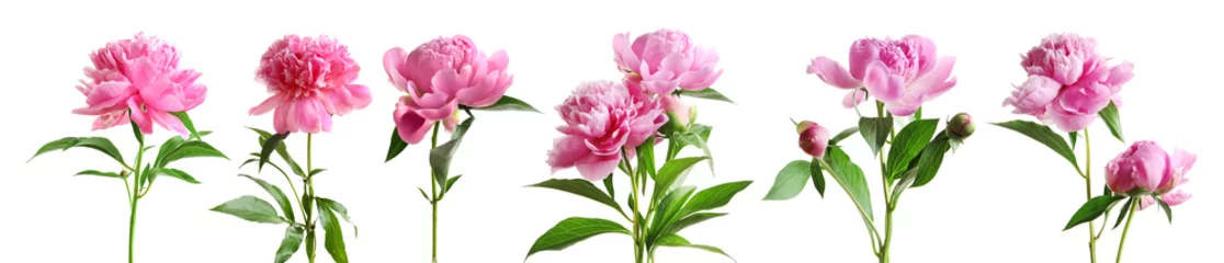 Foto auf Acrylglas Blumen Satz schöne Pfingstrosenblumen auf weißem Hintergrund