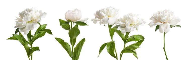 Fototapete Blumen Satz schöne Pfingstrosenblumen auf weißem Hintergrund