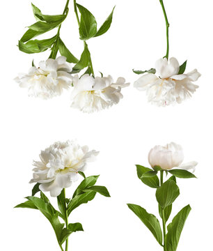 Fototapeta Set of beautiful peony flowers on white background