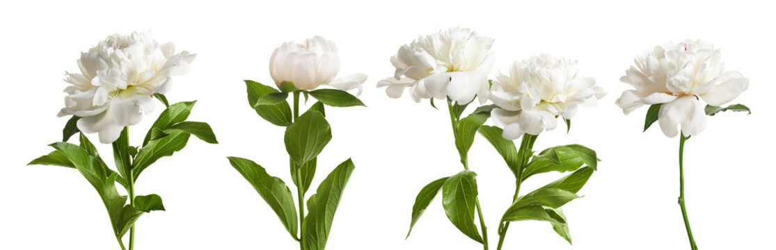 Set of beautiful peony flowers on white background