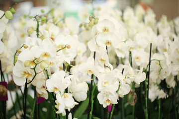 Fototapeta na wymiar Beautiful white orchid flowers on blurred background. Tropical plant