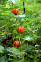 Chinese lantern plant - Physalia alkekengi.