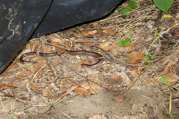 Blindschleiche auf dem Waldboden