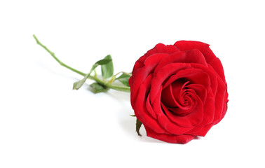 Beautiful red rose flower on white background