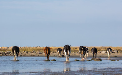 Fototapeta na wymiar Troupeau de vaches en bord de mer