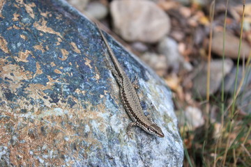 Heimische Fauna: Eidechse auf einem Stein