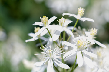 Fototapeta premium Macro white plant