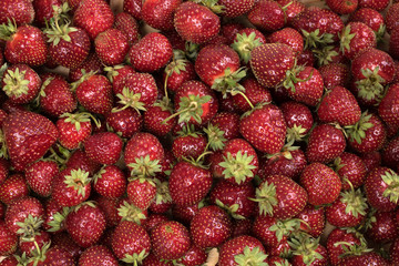 .Strawberry. Fresh organic berries macro. background from freshly harvested strawberries
