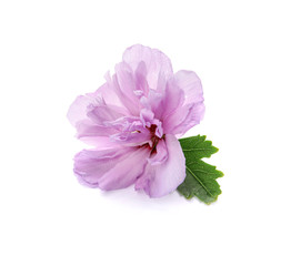 Beautiful hibiscus flower on white background