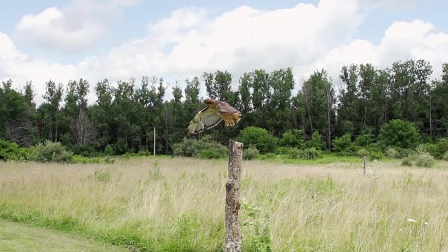 Hawk Takeoff and flight slow motion 