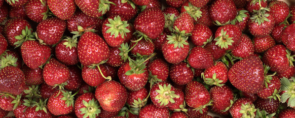 .Strawberry. Fresh organic berries macro. background from freshly harvested strawberries