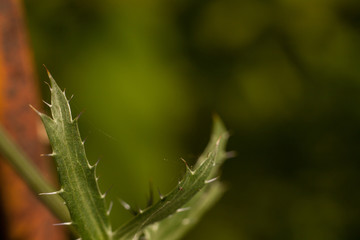 Web on the plant close up macro