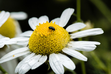 Obraz premium chamomile flowers in green grass