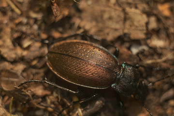  Beetle and wild nature outdoor top view macro