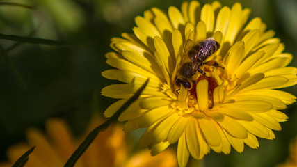 abeille qui butine une fleur jaune