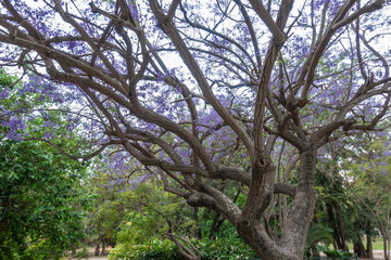 View of Yarkon Park at cloudy day, Tel Aviv, Israel