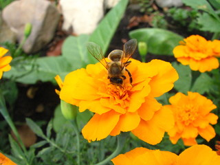 bee on marigold flower